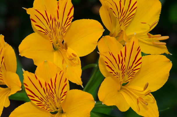 Blüten der peruanischen Lilie im Conguillio Nationalpark. - Foto, Bild