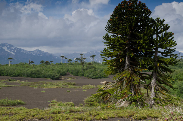 Scrubland con los árboles del rompecabezas del mono Araucaria araucana
. - Foto, imagen