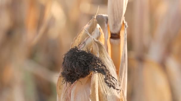 Sklizeň suchých stébel kukuřice na poli koncem léta nebo na podzim - Záběry, video
