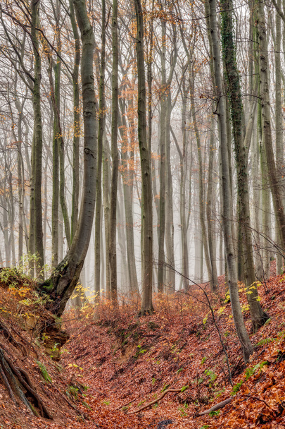 Grusel-Wald - Foto, Bild