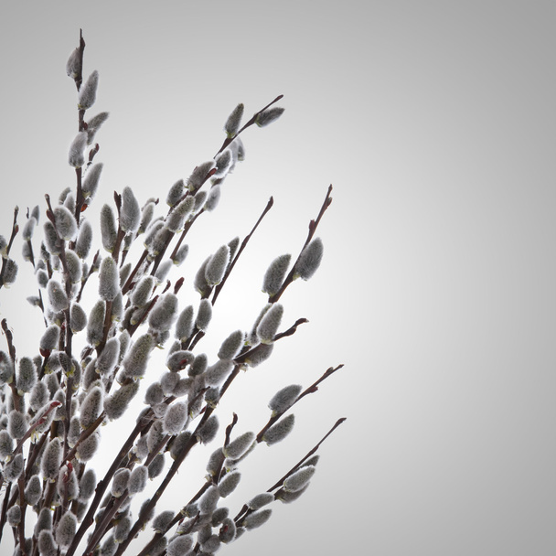 киска ивы ветви на белом фоне
 - Фото, изображение