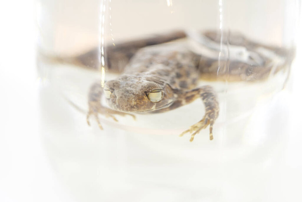 Close up dead Rough - Slides Frog or Waterdog in formalin glass jar for science study. Rough - Slides Frog o Waterdog es Hylarana Glandulosa en nombre de la ciencia
. - Foto, imagen