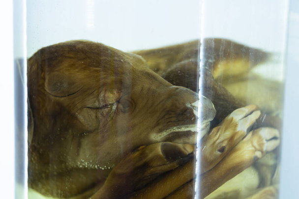 Крупный план мертвого пятнистого оленя или офизавра Gracillis в стеклянной банке формалина для научных исследований. Ophisaurus Gracillis - научное название оленя
. - Фото, изображение