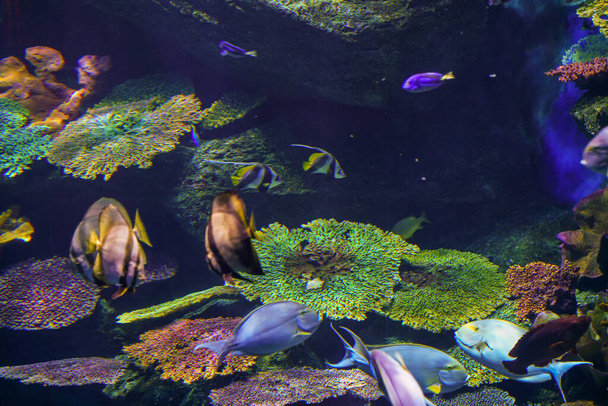 Colorful coral reef and sea fish underwater, Sea life - Фото, изображение