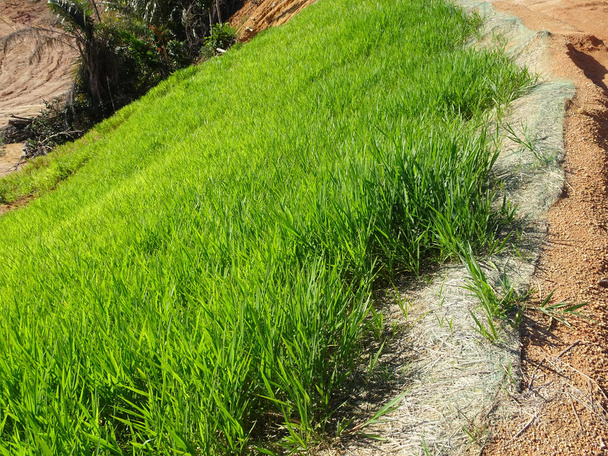 Трава посажена для предотвращения эрозии почвенного склона. Выращивается методом распыления семян травы на слой влажного геотекстильного материала, предварительно установленного на склоне
. - Фото, изображение