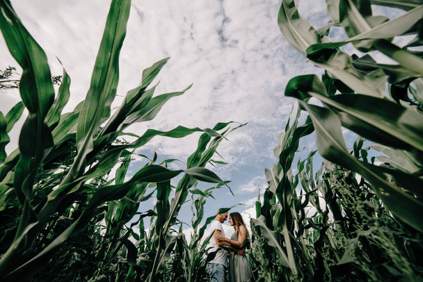 Pareja caminando a través del laberinto de maíz
 - Foto, imagen