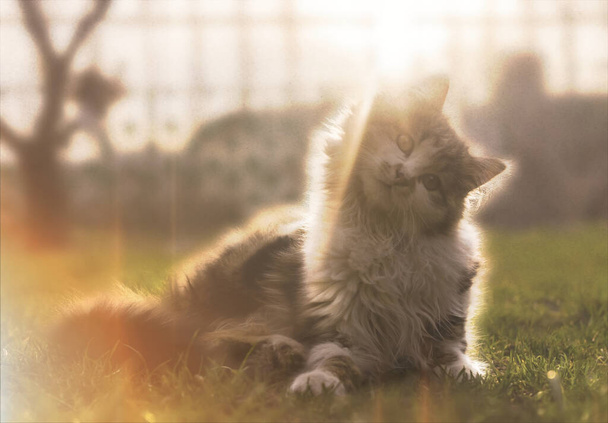 Маленький пухнастий плямистий кошеня, який грає навесні вранці сонячний сад
 - Фото, зображення