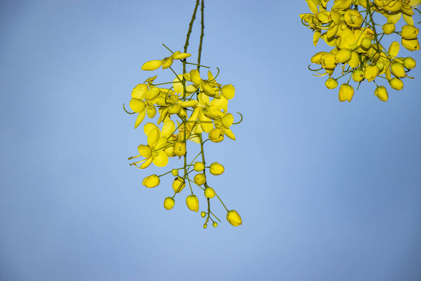 Όμορφο κίτρινο ανθισμένο λουλούδι στον κήπο - Φωτογραφία, εικόνα