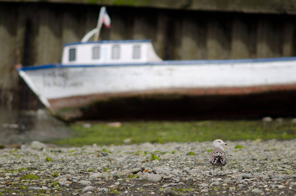 Молодший кельпський мартин Ларус домініканський і човен на задньому плані
. - Фото, зображення