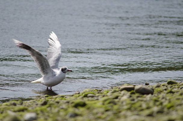 Brown-hooded gull flapping wings in the coast. - Photo, Image