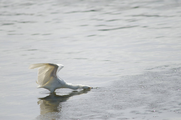 Snowy egret Egretta thula in the coast. - Photo, Image