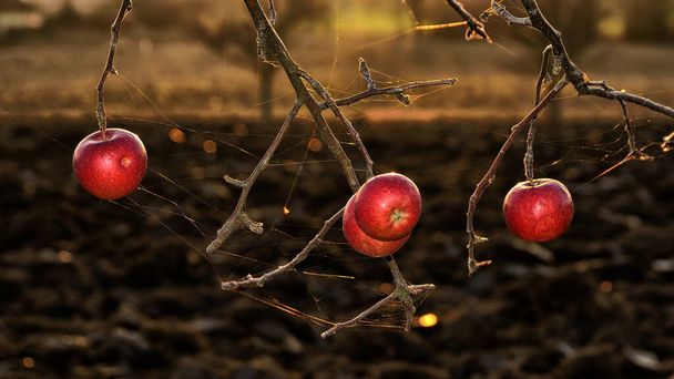 Pomme rouge fanée sur branche, automne doré et ensoleillé, automne. Détail des vieilles pommes rouges et du champ labouré
. - Photo, image
