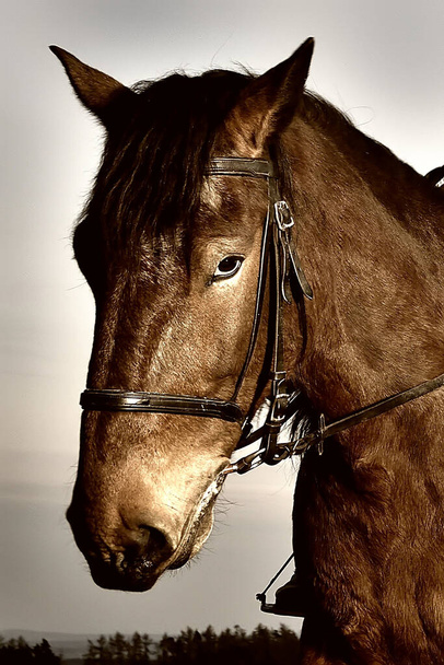 Brown horse head detail. - Photo, Image