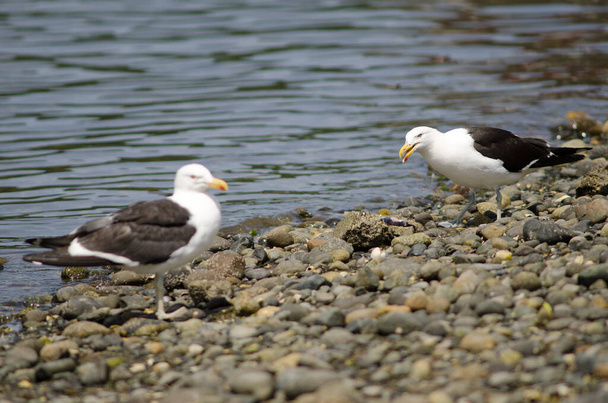Kelp gulls Larus dominicanus in the coast. - Photo, Image