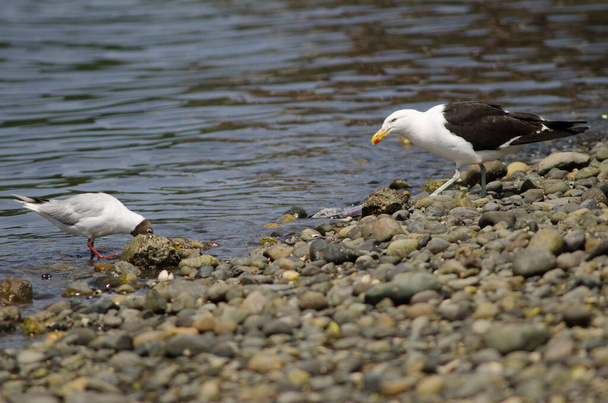 Brown-hooded gull to the left and kelp gull to the right. - Photo, Image