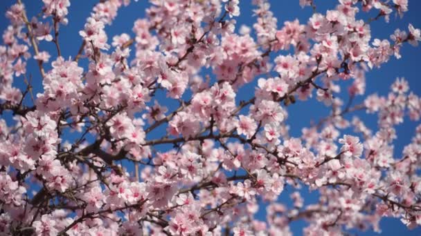 kwitnące, różowe i białe kwiaty na drzewach, wiosenna przyroda, piękne tło - Materiał filmowy, wideo