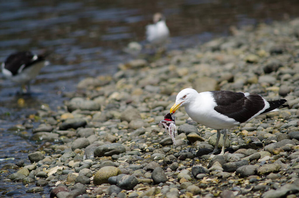 Kelp gull eating the remains of a fish. - Photo, Image
