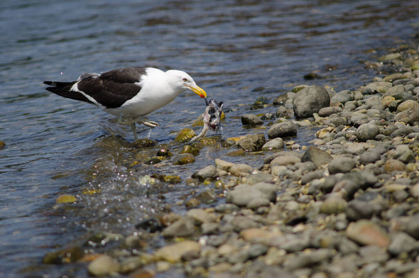 Kelp gull Larus dominicanus eating a fish. - Photo, Image