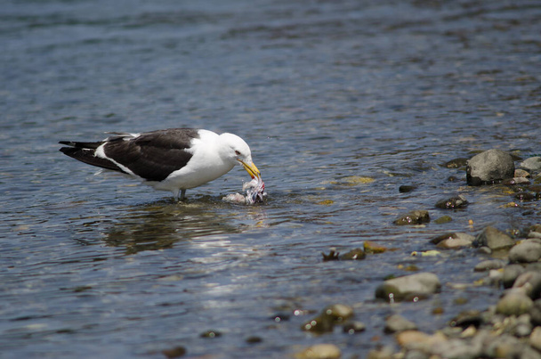 Kelp gull Larus dominicanus eating a fish. - Photo, Image