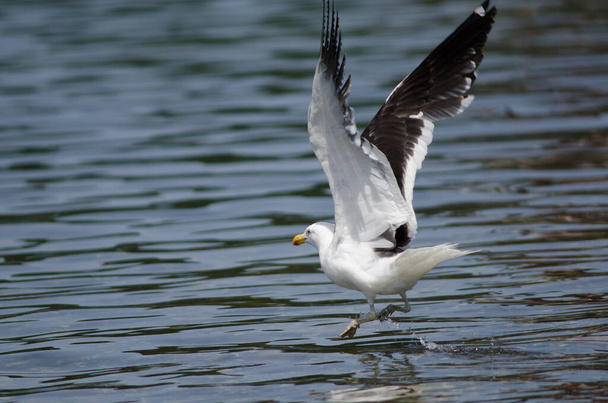 Kelp gull Larus dominicanus taking flight on the water. - Photo, Image