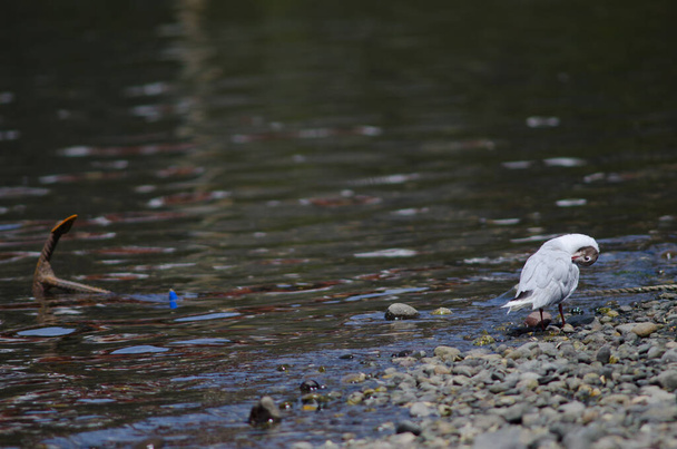 Brown-hooded gull preening and anchor to the left. - Photo, Image