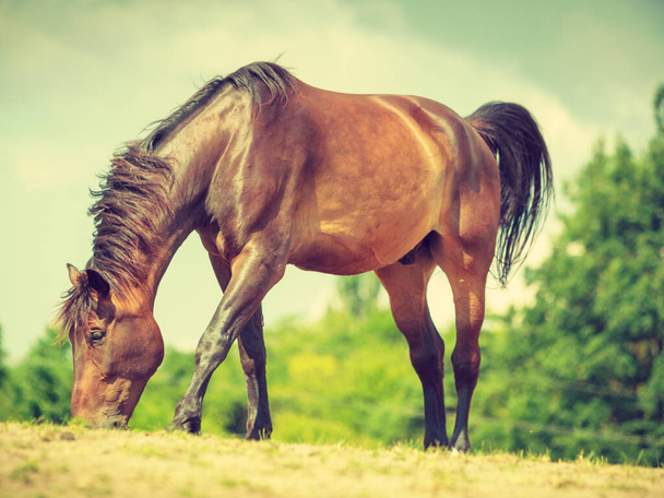 Brown wild horse on meadow idyllic field. Agricultural mammals animals in natural environment. - 写真・画像