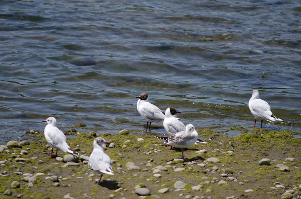 Adults and juveniles of brown-hooded gulls Chroicocephalus maculipennis. - Photo, Image