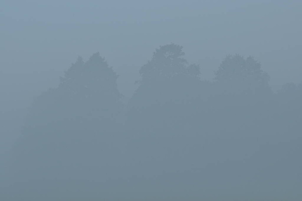 Des arbres dans le brouillard. Météo variable. Swit prairie. Matin avec rosée - Photo, image