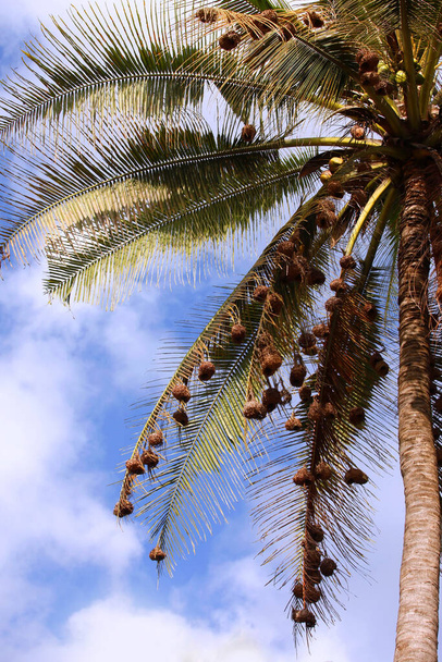 Dallarında kuş yuvaları olan uzun palmiye ağaçları. - Fotoğraf, Görsel