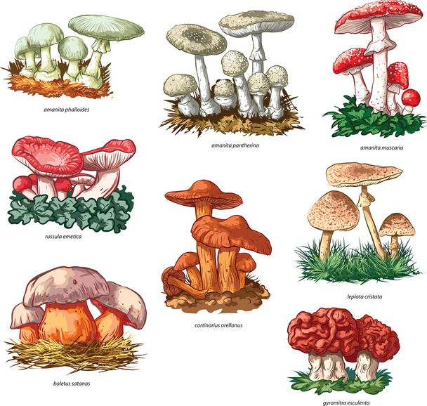 Ядовитые грибы
 - Вектор,изображение