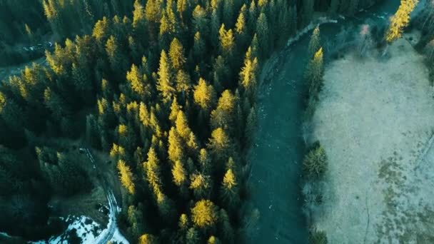 Bosque de pino alpino Smereka Cárpatos Ucrania vista aérea
. - Imágenes, Vídeo