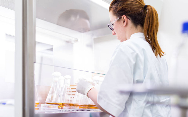 Corona Virüsü Aşı Geliştirme Laboratuvarı 'nda laminar akışı ile çalışan kadın bilim adamı.. - Fotoğraf, Görsel