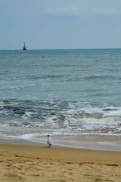 γλάροι στην παραλία - Φωτογραφία, εικόνα