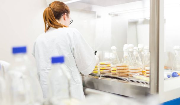 A lamináris áramlásban lévő baktériumokkal dolgozó női tudós a corona vírus vakcina fejlesztő laboratóriumában. - Fotó, kép