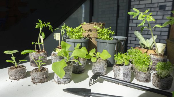 Young flower seedlings of petunia, geranium, lobelia ready for transplanting into larger pots. Growing vegetable seedlings of tomatoes indoors in coconut tablets. - Photo, Image