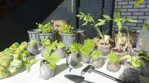 Photo composition of young plants and seedlings in peat tablets with garden tools on a white wooden table. Ecological cultivation of tomato seedlings indoors. - Photo, Image
