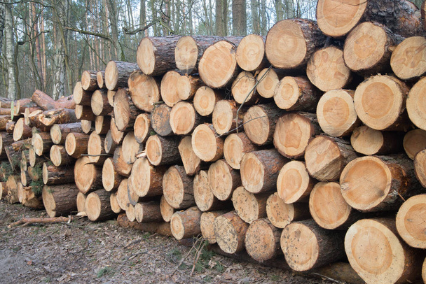 куча вырубленных сосновых бревен в лесу
 - Фото, изображение