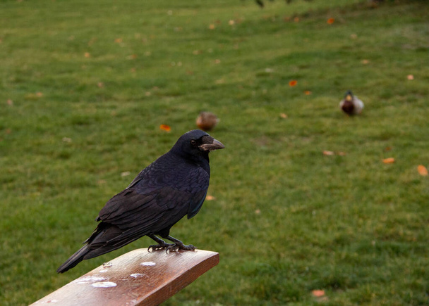 A rook (Corvus frugilegus) bird sitting on a piece of wood - Photo, Image