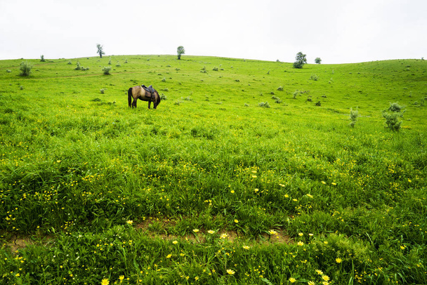 Kafkasya dağlarındaki yeşil bir çayırda otlayan at sürüsü. - Fotoğraf, Görsel