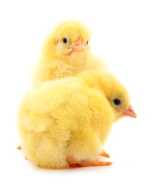 Cute little chicks isolated on white background. - Foto, Imagem