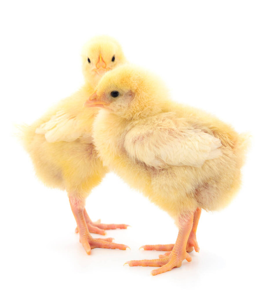 Two yellow chicks isolated on white background. - Fotoğraf, Görsel