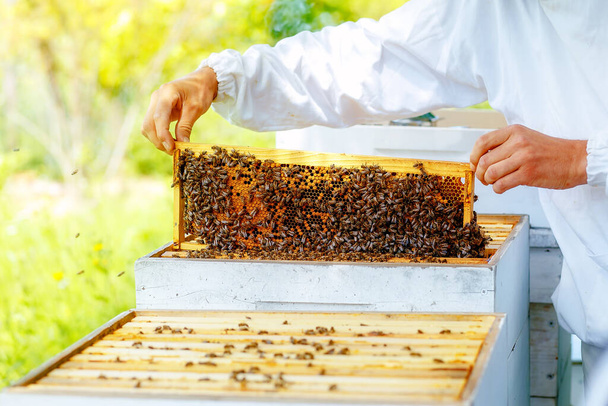 Beekeeper manipulating with honeycomb full of golden honey - Photo, Image