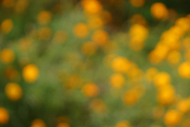 Yeşil ve sarı kadife çiçeği bulanık arkaplan, bahar veya yeşil arkaplan, yeşil bulanık bokeh ışıkları - Fotoğraf, Görsel