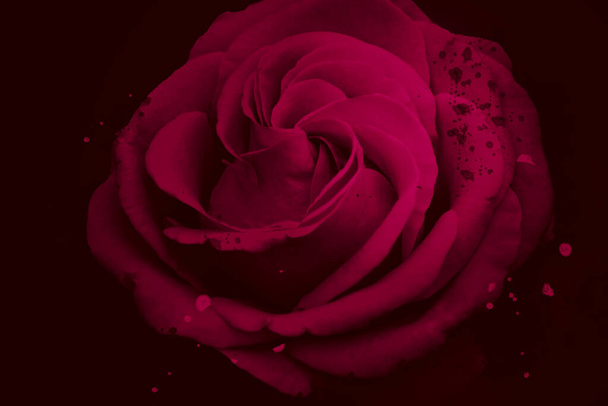 Růžová růže květ na černém pozadí - Fotografie, Obrázek