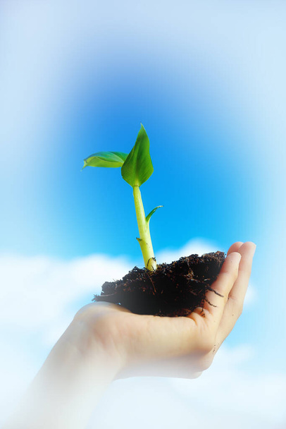 Hand and plant. enviroment concept. Blur background - Photo, Image