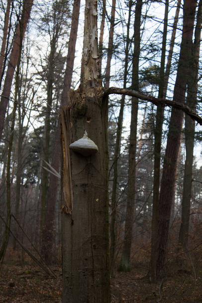 Beautiful forest landscape. A large mushroom grows on a tree. - Photo, Image