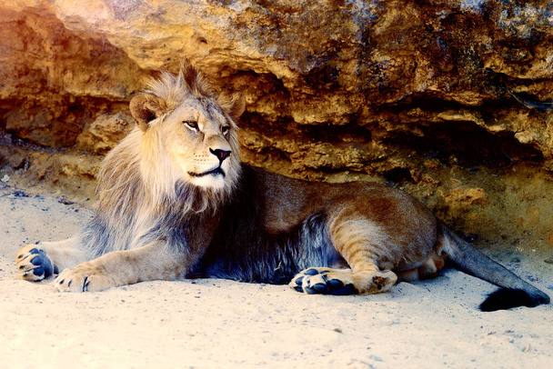 Lindo leão descansando ao sol. fundo de rocha - Foto, Imagem