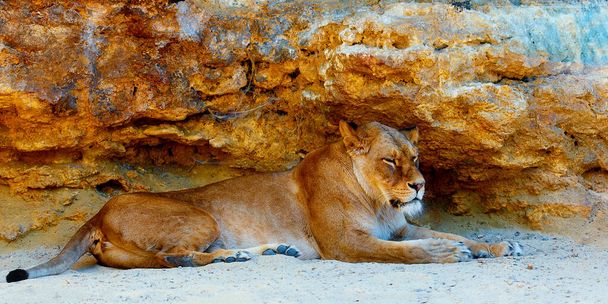Güzel dişi aslan gün ışığında dinleniyor. kaya arkaplanı - Fotoğraf, Görsel