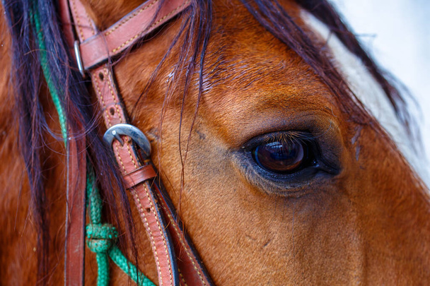 Nahaufnahme eines braunen Pferdeauges - Foto, Bild