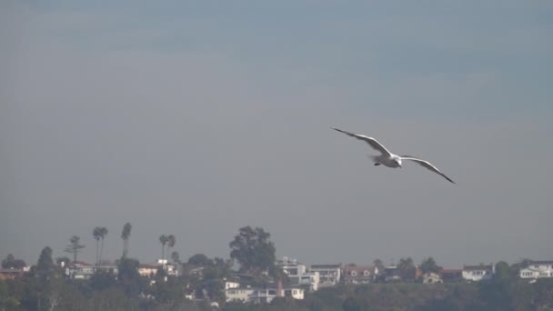 slow motion footage of flying Seagull over seashore - Video, Çekim